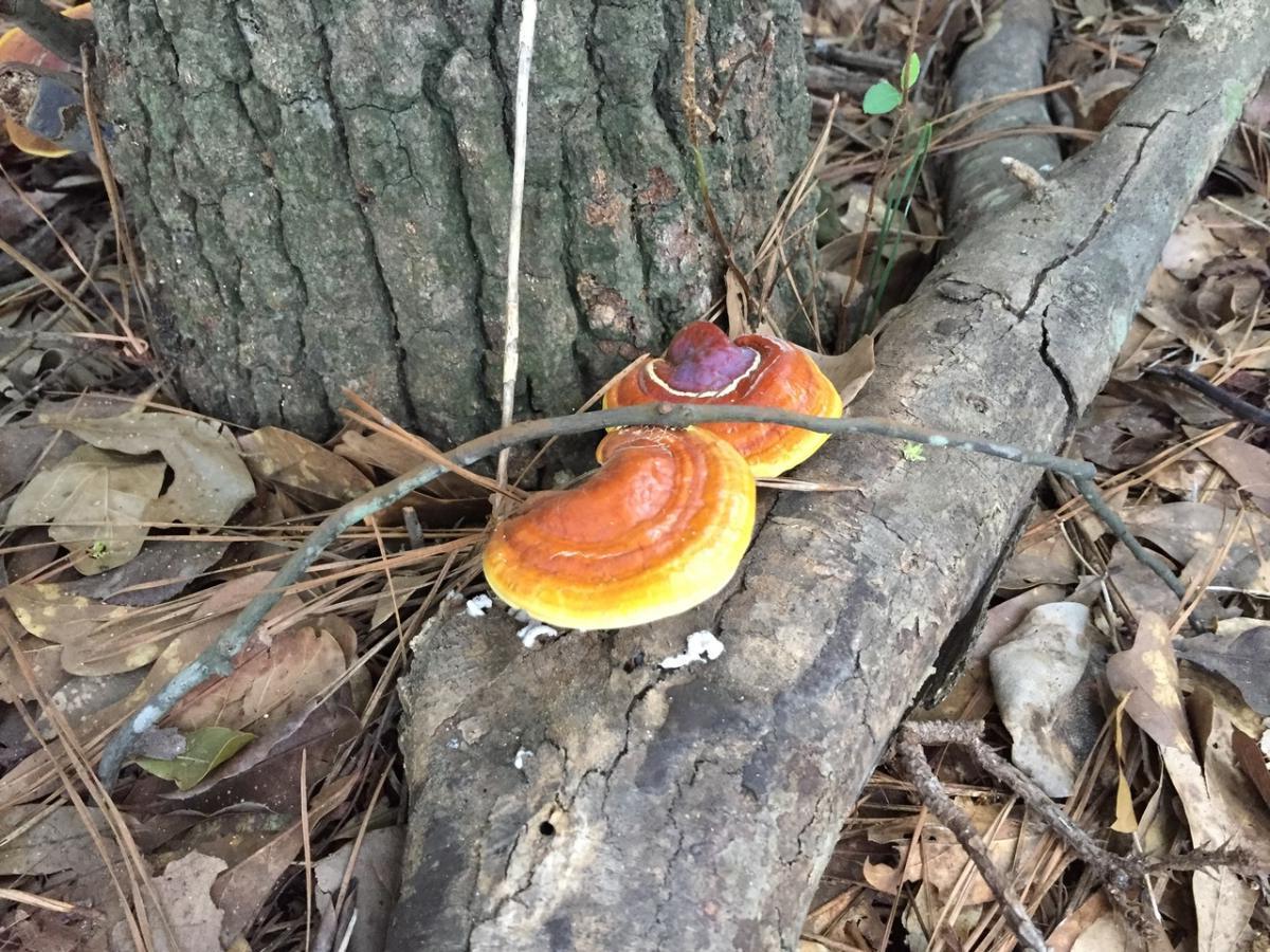 26 Fakta Tentang Jamur Reishi