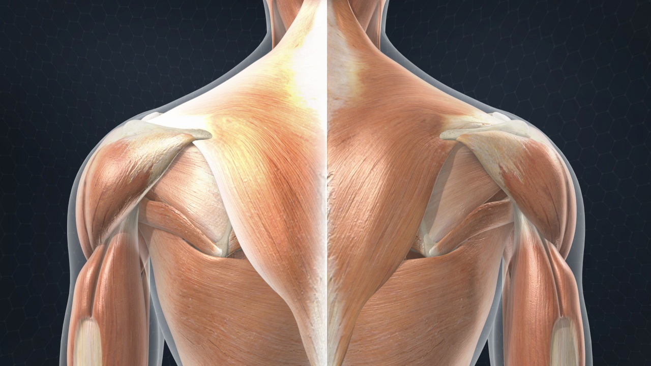 26 Fakta Tentang Trapezius