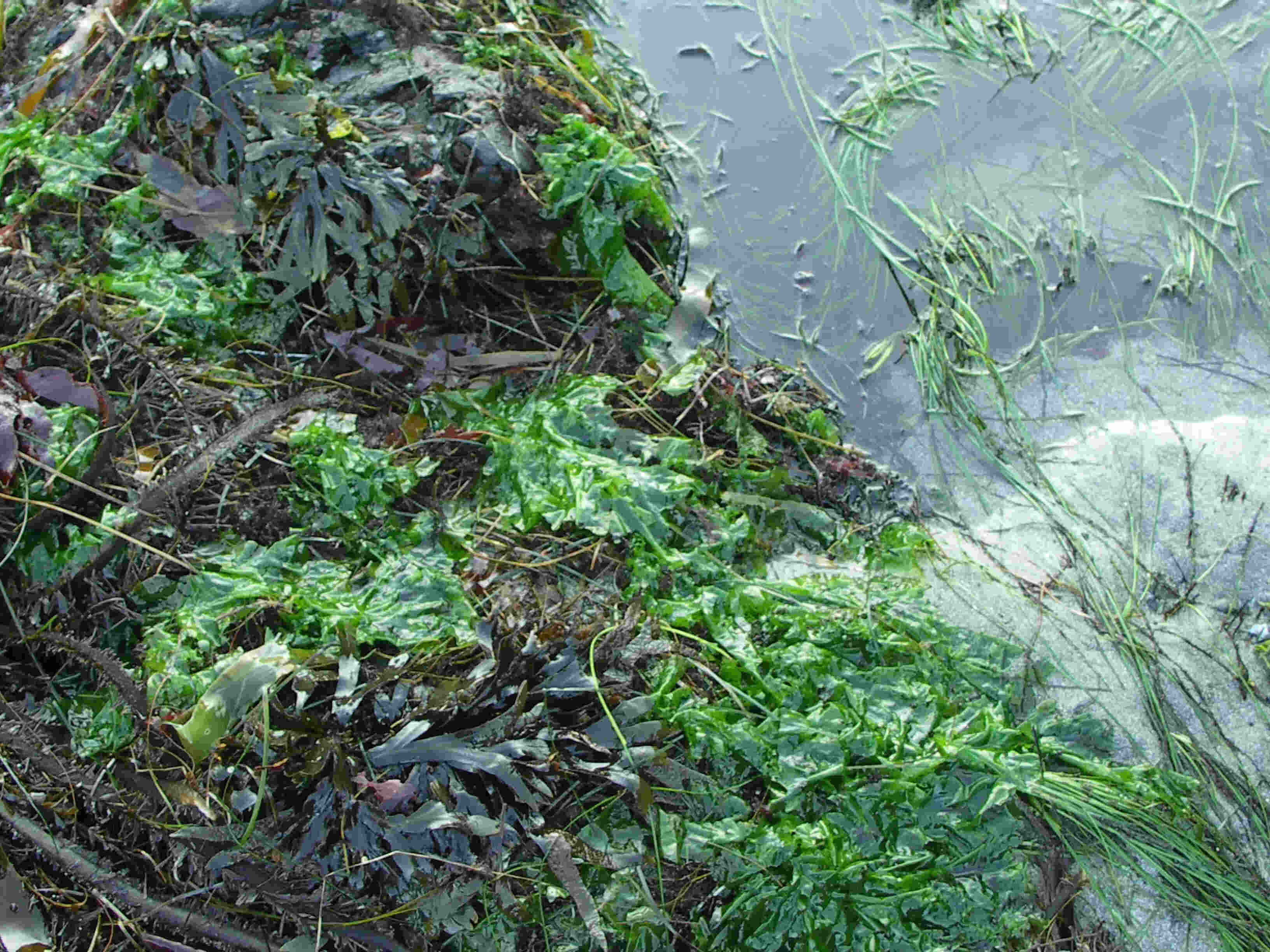 27 Fakta Tentang Wakame