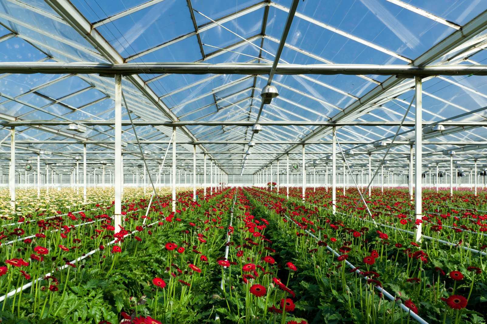 31 Fakta Tentang Hortikultura