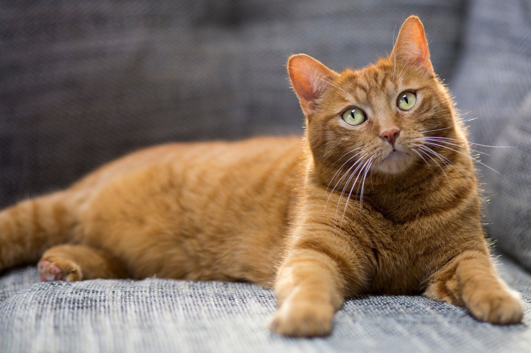 32 Fakta Tentang Kucing