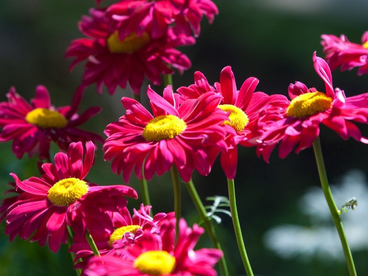 32 Fakta Tentang Daisy