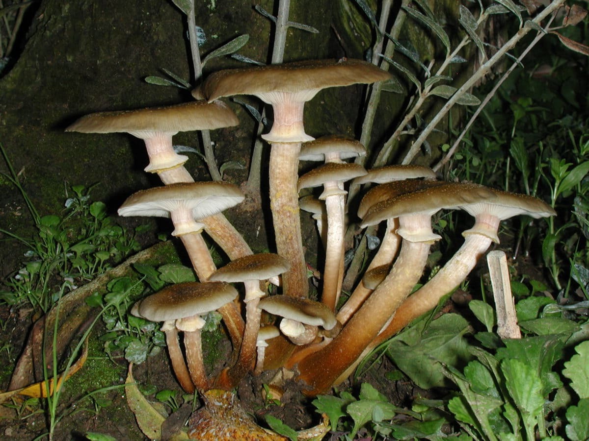 34 Fakta Tentang Jamur Shiitake