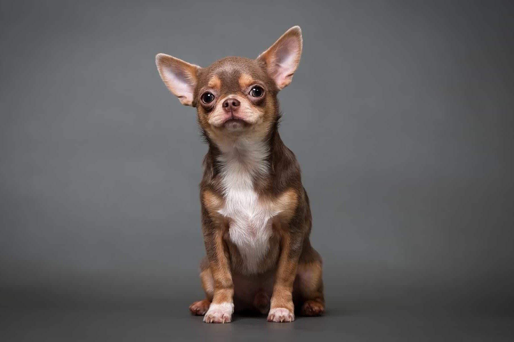 35 Fakta Tentang Chihuahua