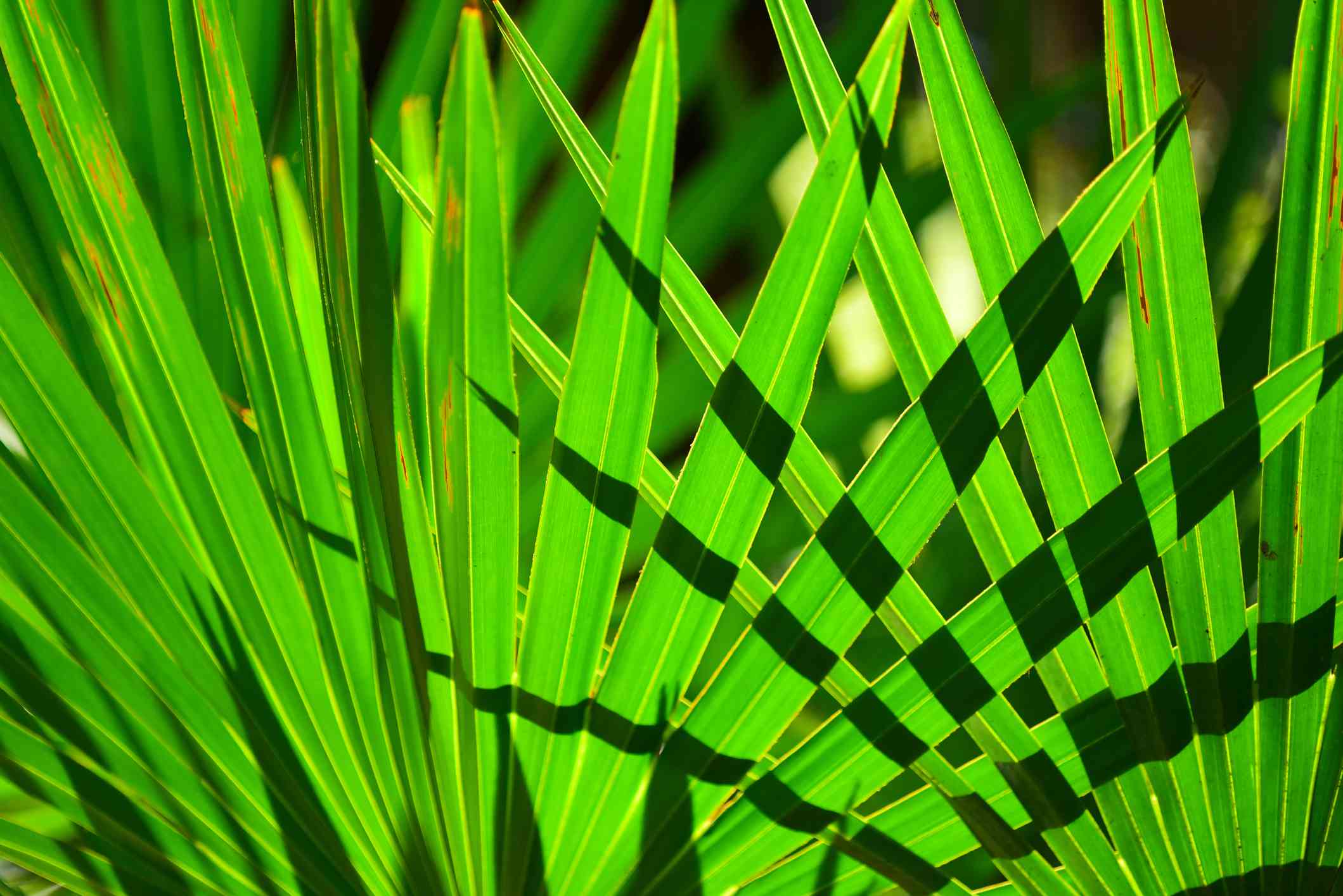 35 Fakta Tentang Saw Palmetto
