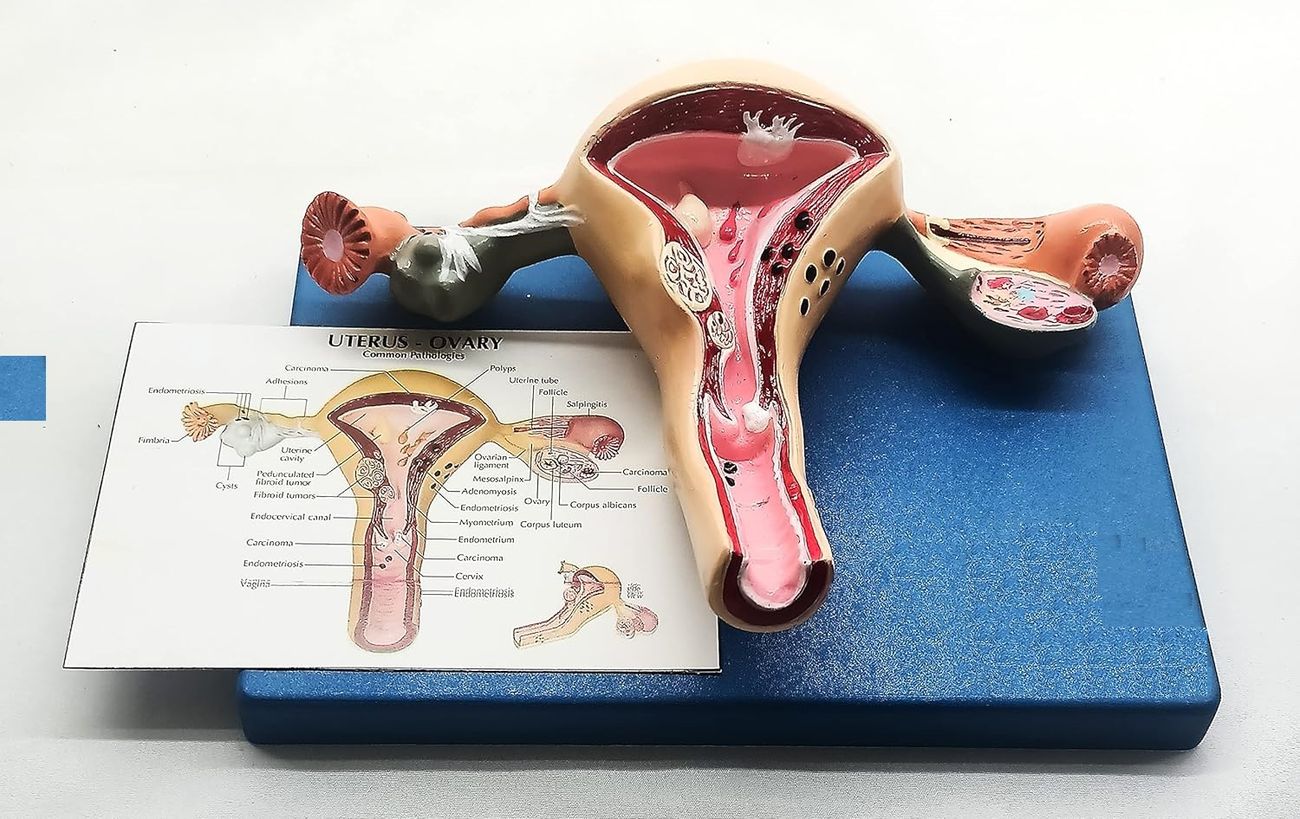 35 Fakta Tentang Uterus